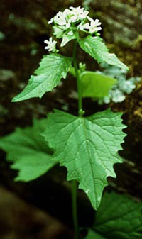 Garlic Mustard (Alliaria petiolata)