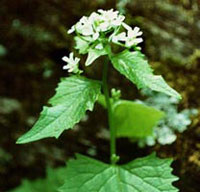 Alliaria petiolata